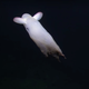Illustration for article titled Ghostly Dumbo Octopus Makes Hypnotizing Appearance in New Deep-Sea Footage